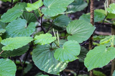 Piper methysticum (Kava, Kava-kava) | Kava or Kava-kava (Pip… | Flickr