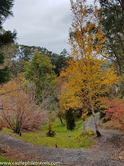 Autumn in Mount Lofty Botanic Gardens - Castlephile Travels