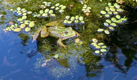 Free Images - frog pond green 929370