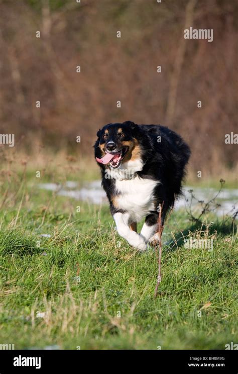 Border collie dog Single adult male running Park, Gosport Stock Photo ...