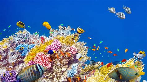 HD wallpaper: Tropical, coral, reef, underwater, Ocean, fishes ...