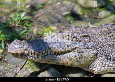 Crocodile face close up, Borneo, Malaysia Stock Photo - Alamy