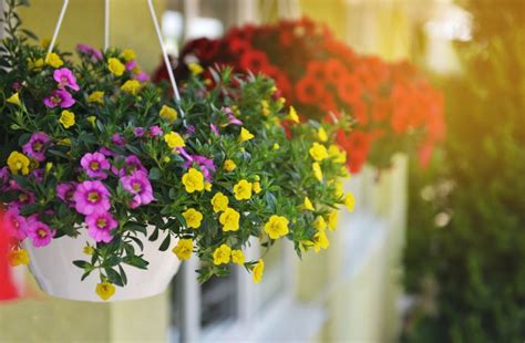 Plantes pour une exposition Nord : la liste complète