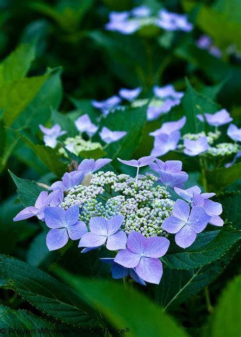 Bigleaf Hydrangea Blooms | Hydrangea macrophylla, Bigleaf hydrangea ...