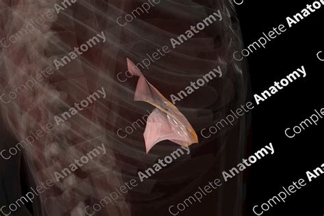 Lesser Omentum | Complete Anatomy