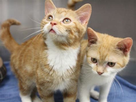 Adorable orange tabby kittens available for adoption at the Medfield ...