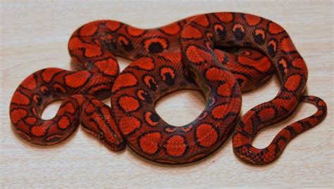 Brazilian Rainbow Boa | Cute snake, Reptile snakes, Pet snake