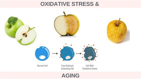 What is Oxidative Stress & How it Contributes to Premature Aging? - YouTube