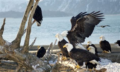 This Alaskan Fishing Town Is Overrun By Territorial Bald Eagles