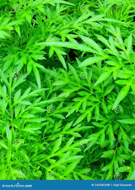 Green Kenikir Leaves Background. Plants of Cosmos Caudatus Stock Photo - Image of background ...