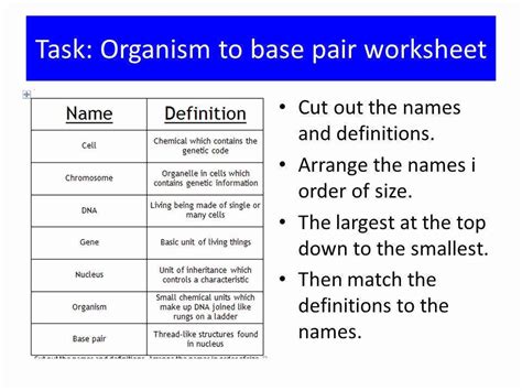 50 Dna Base Pairing Worksheet