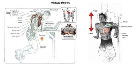 Dips with Power Tower Dip Station Guide