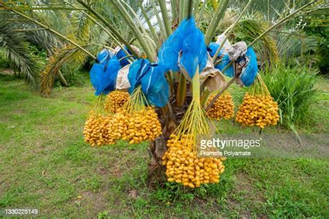 78 Dessert Oasis Stock Photos, High-Res Pictures, and Images - Getty Images