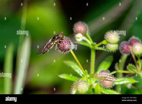 Hoverfly (Melanostoma scalare) a common flying insect species found in the UK and commonly known ...