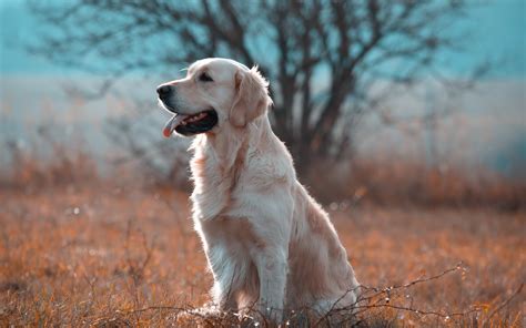 HD Wallpaper of a Golden Retriever in Serene Nature