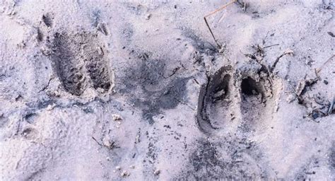 Elk Tracks vs. Deer Tracks: How to Tell the Difference