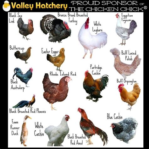 Pin by The Dark Side of the June 🖤💜🖤 on Farm - Chickens & Ducks | Types of chickens, Chickens ...