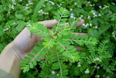 12 Obat Asam Urat Alami Dari Tumbuhan Herbal Paling Ampuh Atasi Nyeri ...