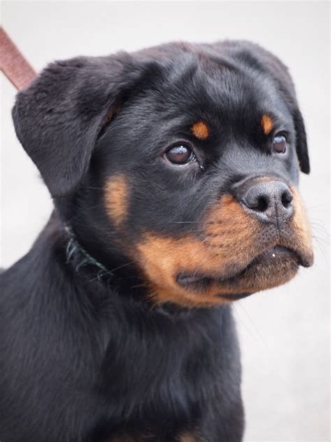 Carrabba Haus Rottweilers | German Rottweiler Puppies for Sale | Rottweiler Breeders | Purebred ...