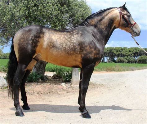 caballos pura raza española | Horses, Unusual horse, Horse breeds