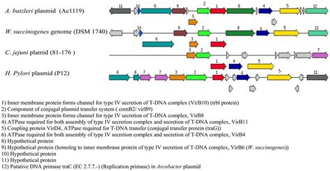 Type IV secretion system homology in the related organism.... | Download Scientific Diagram