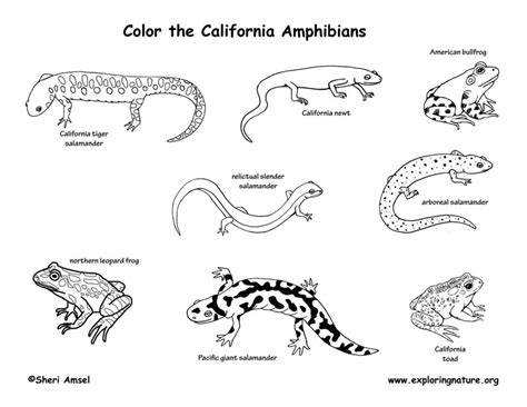 California Habitats, Mammals, Birds, Amphibians, Reptiles