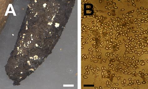 Fungal efflorescences on mature material and their spores A distal end ...