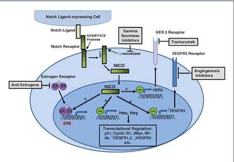 Figure 1 from Notch Signaling Pathway as a Therapeutic Target in Breast Cancer | Semantic Scholar