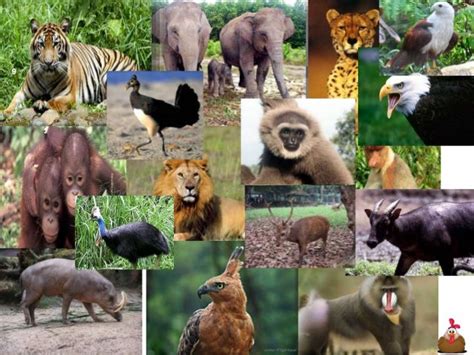 30 Gambar Kartun Flora Dan Fauna Yang Mudah Digambar Gambar Kartun Ku - Riset