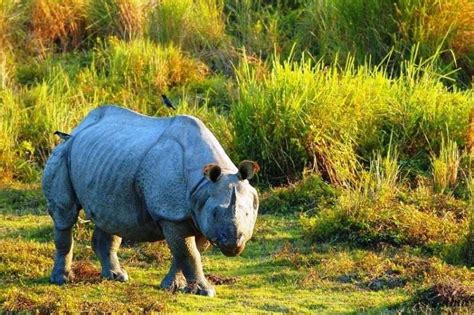 Kaziranga Wild life Sanctury Famous for its one horn rhinoceroses, Kaziranga Wildlife Sanctuary ...