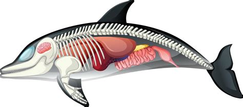 Anatomy of dolphin isolated on white background 2036412 Vector Art at ...