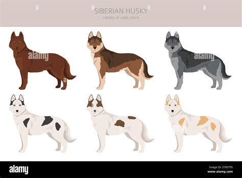 Siberian Husky puppy clipart. All coat colors set. All dog breeds ...