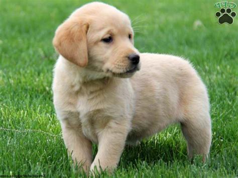 Golden Retriever Labrador Mix Puppies For Sale | PETSIDI