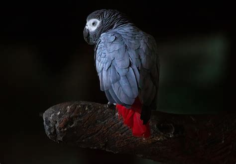 Training Tips for African Grey Parrot Newbie to Expert - Parrots for Sale