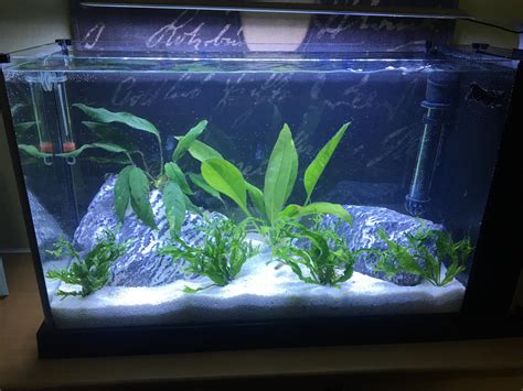 Here is my Neon Tetra tank. Any advice to make it better? : r/Aquariums