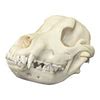 Replica Dire Wolf Skull For Sale – Skulls Unlimited International, Inc.