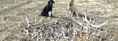 7 Best Tactics in Finding Deer Sheds You Must Read | Atbuz