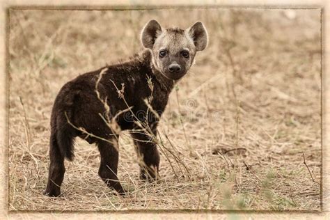 The cub of a hyena stock image. Image of nature, outdoor - 110392567