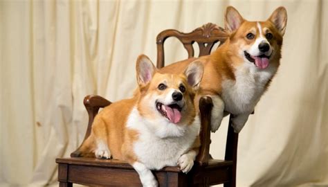 The Queen's last corgi has died, ending the breed's reign as royal top dogs | Newshub