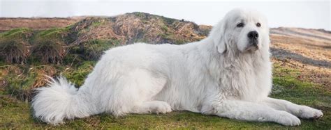 Perro de pastor polaco de Podhale | Toppercan