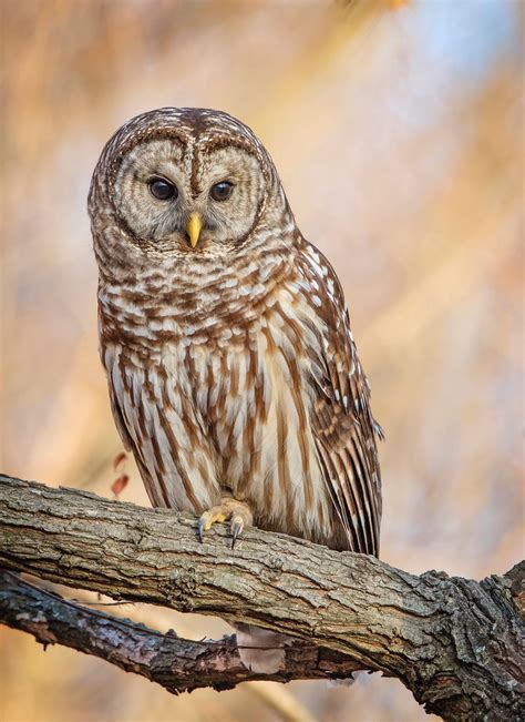 Barred Owl (Strix varia) by Scott S - The Strigiform