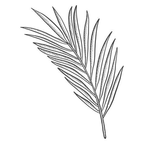 palm tropical leaf plant isolated doodle hand drawn sketch with outline style 9268537 Vector Art ...