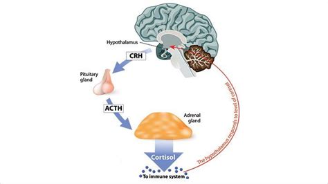 Cortisol: The Stress Hormone