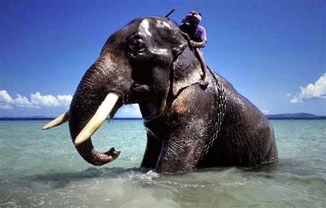 Elephant Underwater Photography |The Odd Blogg