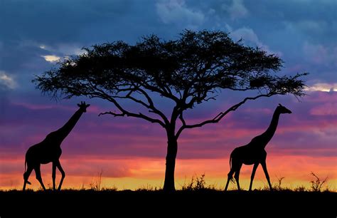 Serengeti Sunset Photograph by Stu Porter