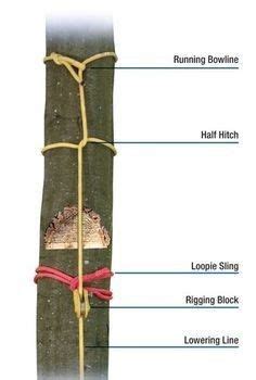 Knots Diy, Rope Knots, Survival Knots, Survival Skills, Tree Arborist, Arborist Gear, Arborist ...