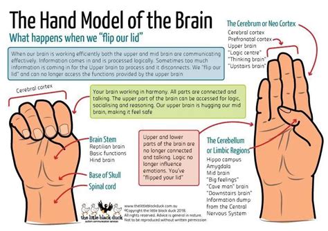 Flipping your Lid: Understanding and Communicating Emotional Dysregulation - Total Health West ...