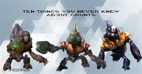 Halo: 10 Things You Never Knew About Grunts