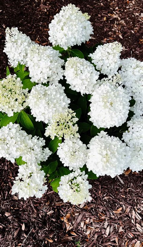 How to Care for White Wedding Hydrangeas - The Coastal Oak