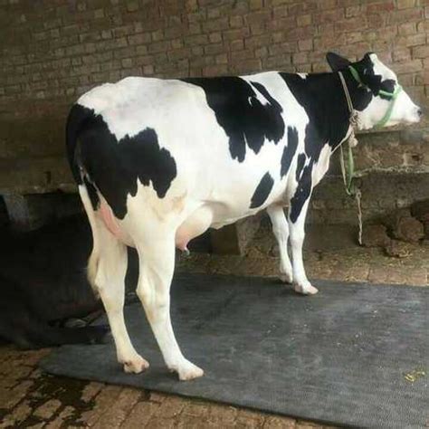 Hf Cow Price In Bihar - Farm House